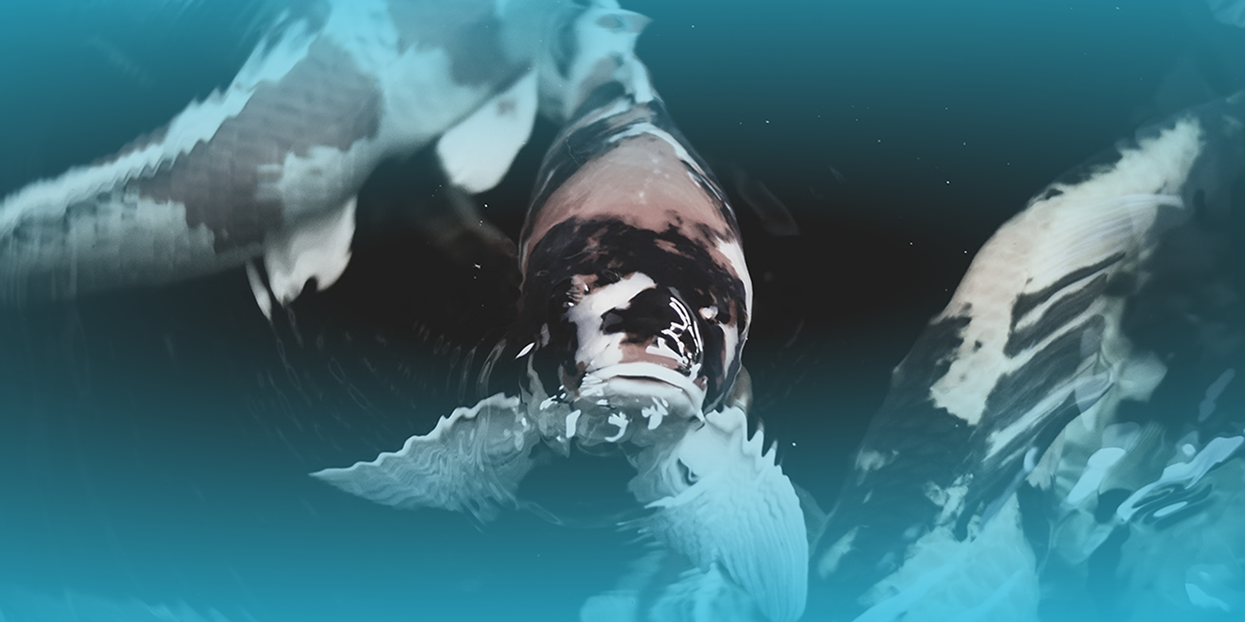 Story image for Developing Local Biodiversity Champions Among Local Leaders (DELOBI Champions Project)